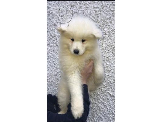 προς πώληση κουτάβια samoyed